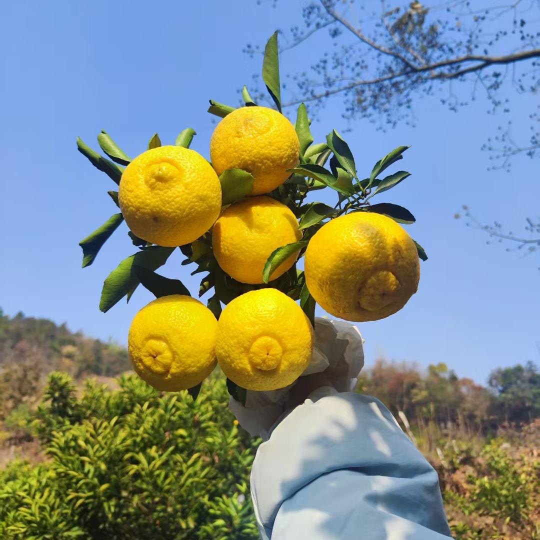 田间鲜语水果屋