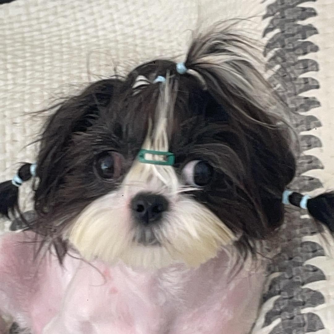 球球