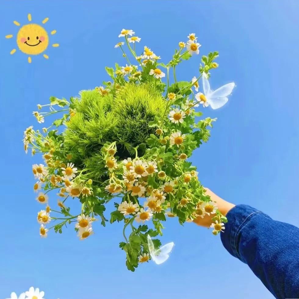 火焰南天竹种植基地