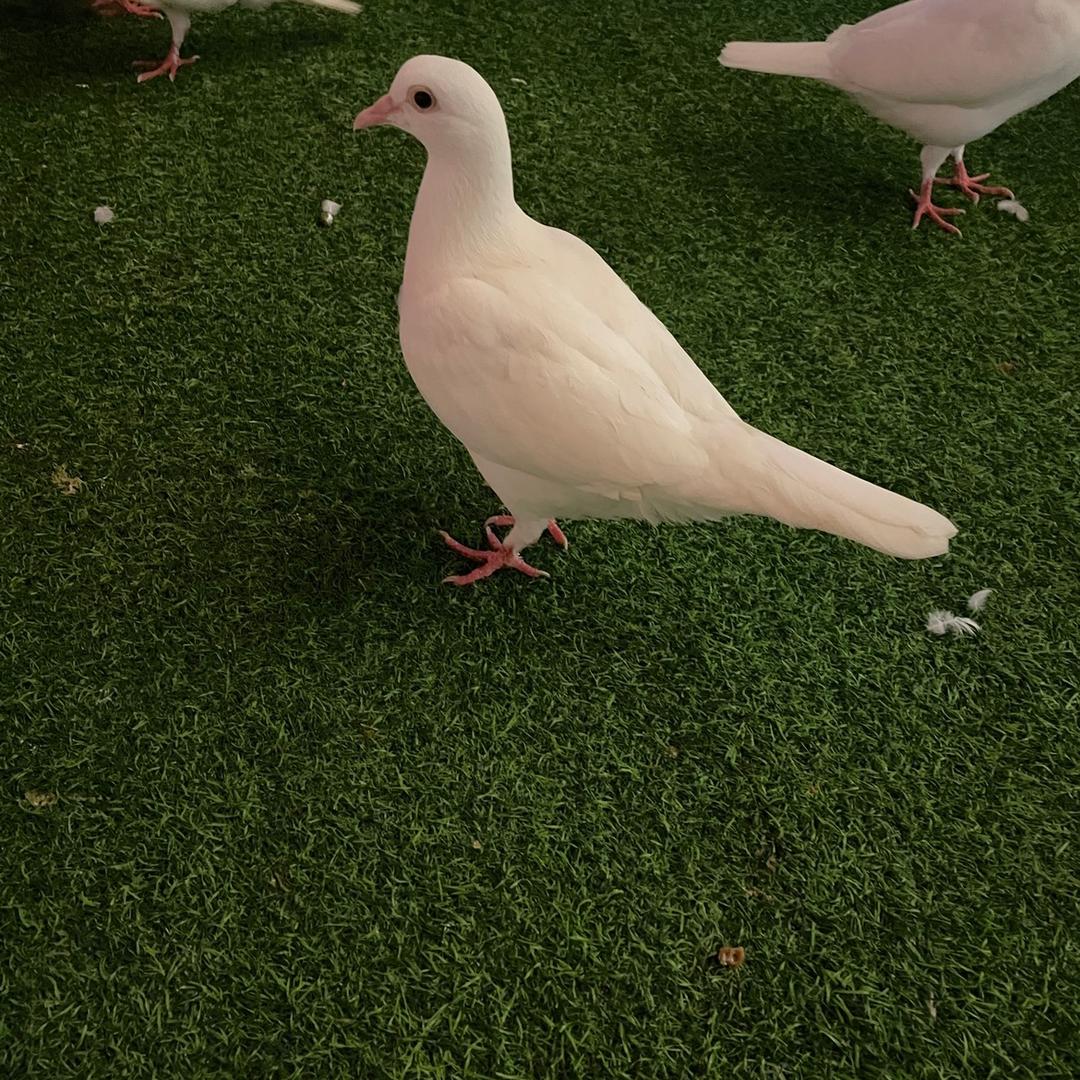 紫情（练口语）