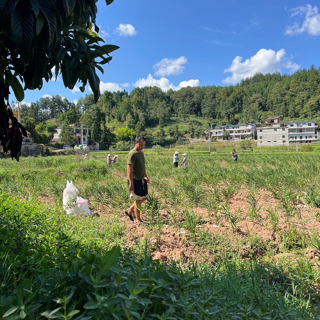 乡村农场