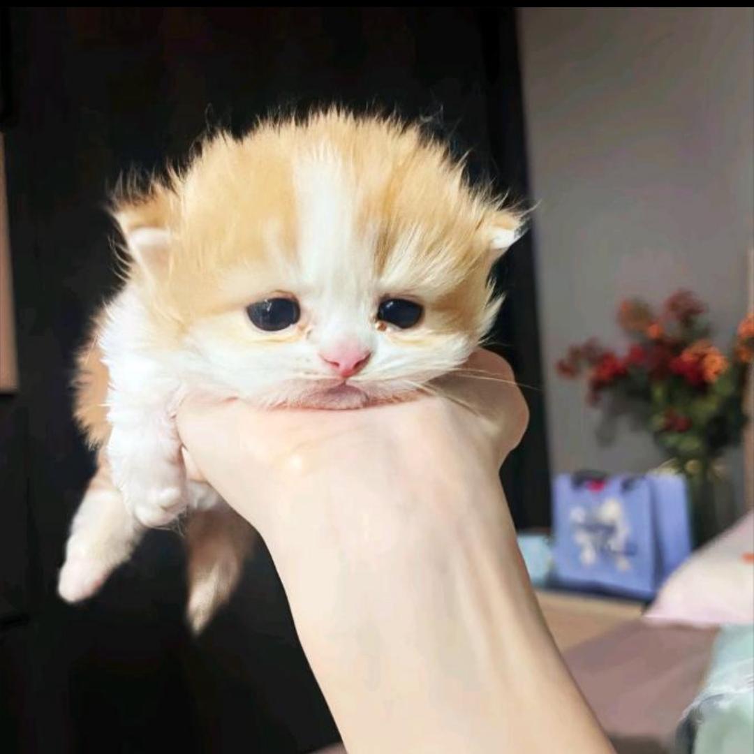 肥＊