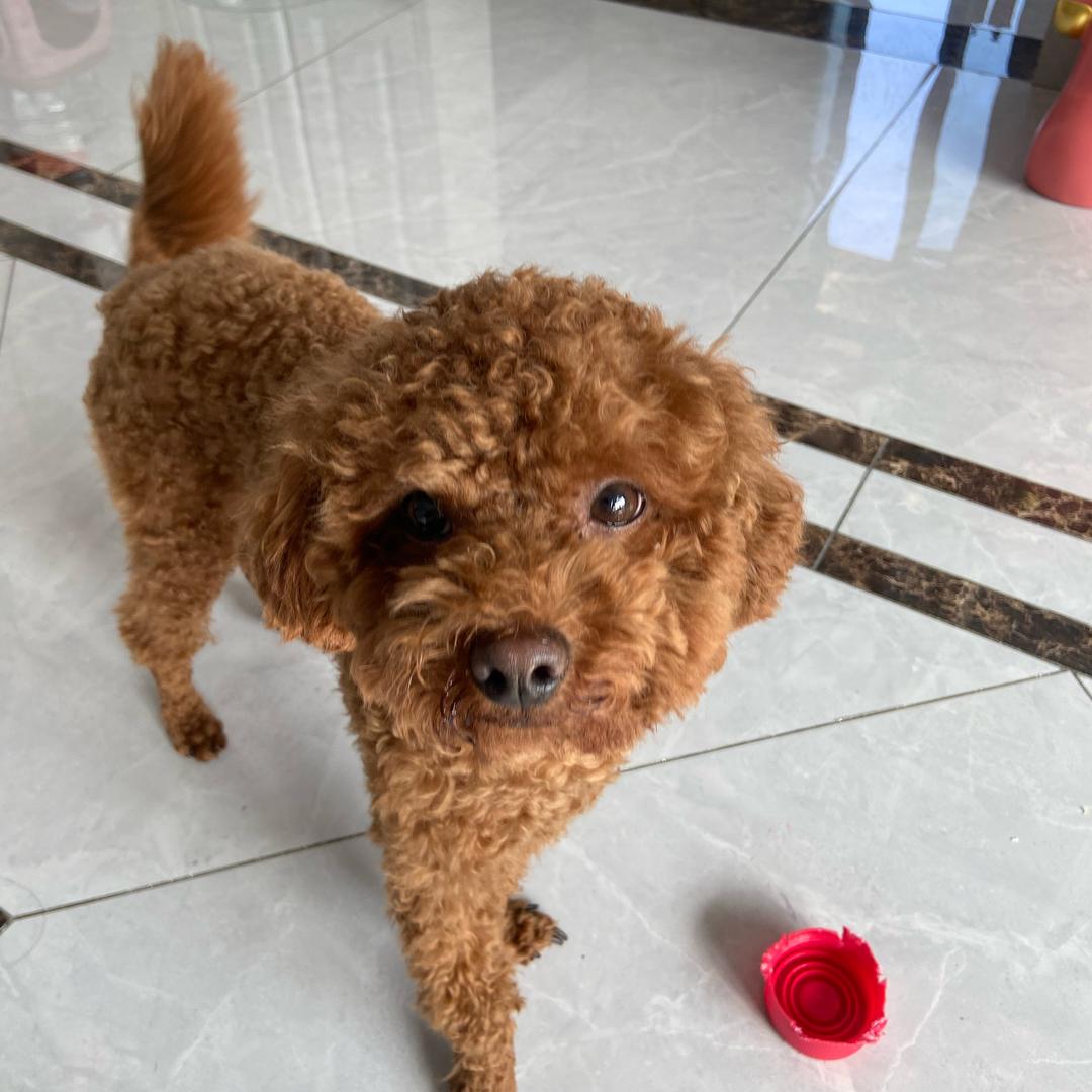 袁子弹有只发财