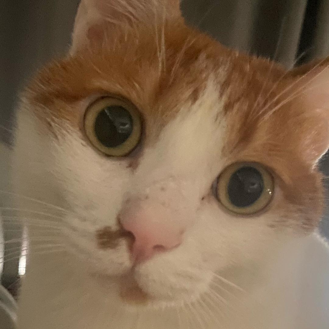 小心小新啊！！（求推荐