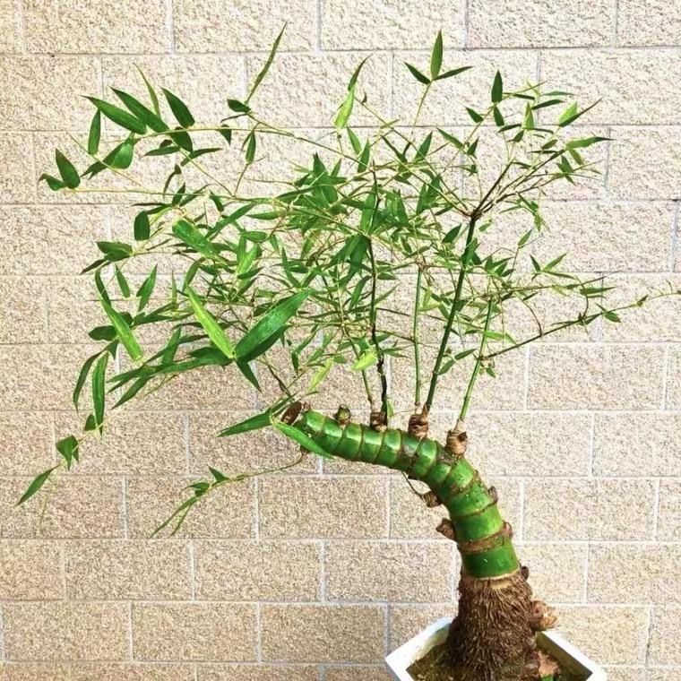 禅意佛肚竹种植基地