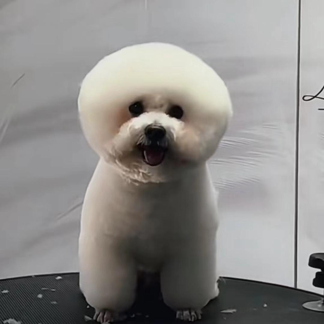 芮芮宠物科普与精选♥️