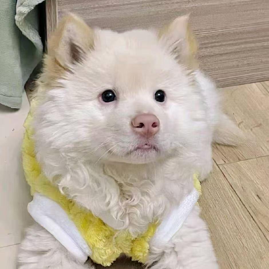 田园犬狗爷（专业带淘）