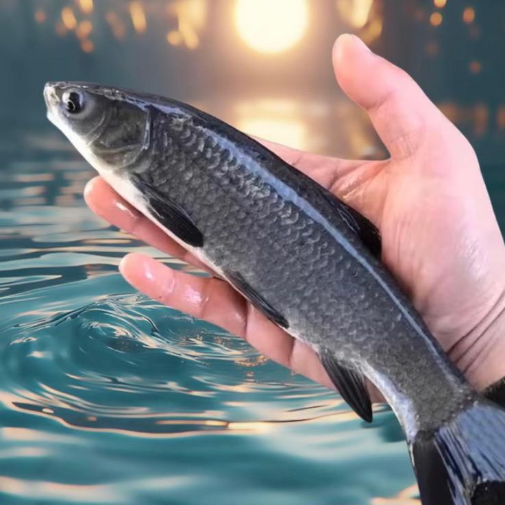 诚信鱼苗养殖基地