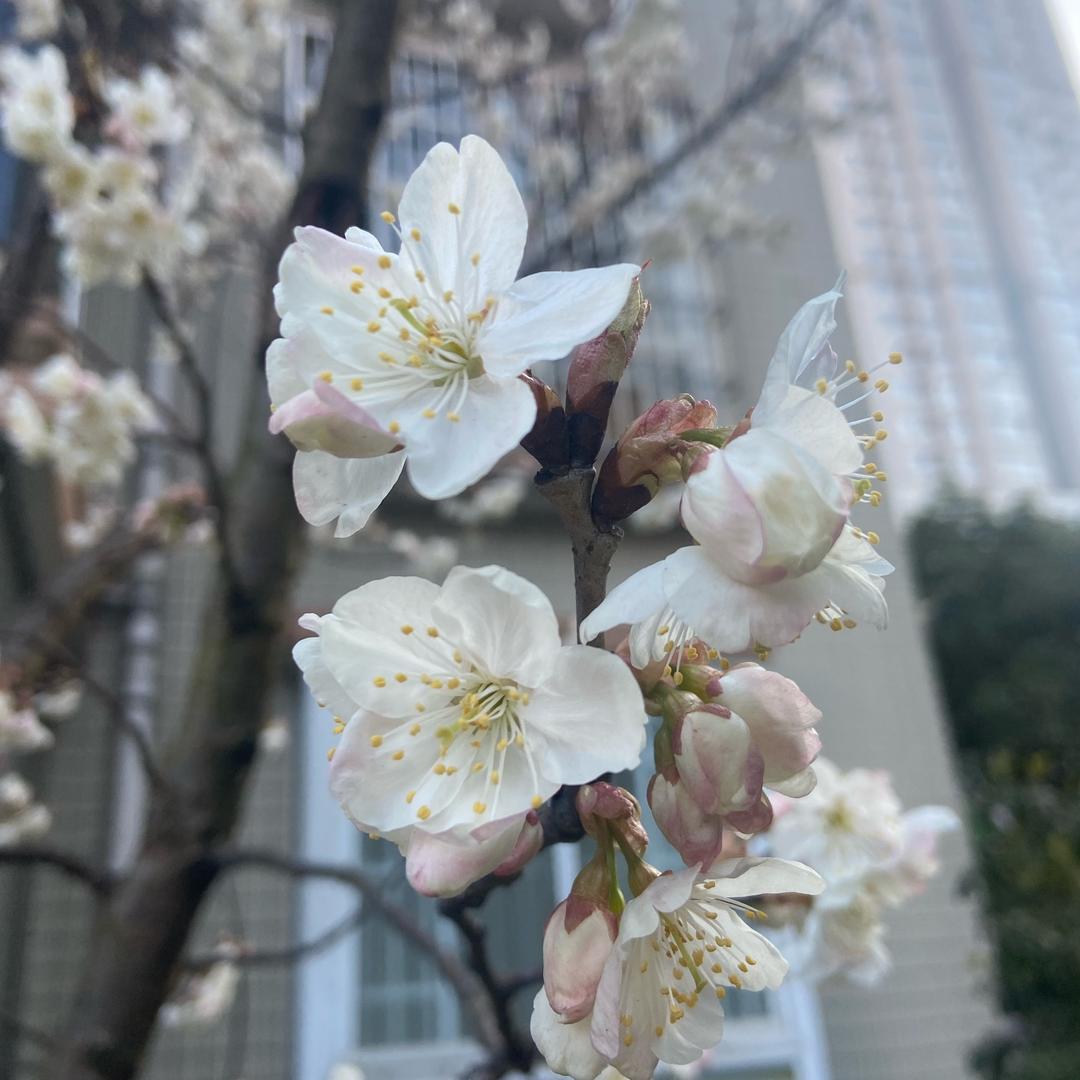 玲