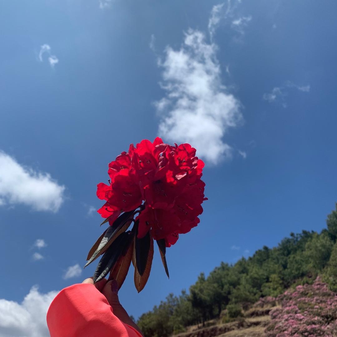 小鱼儿