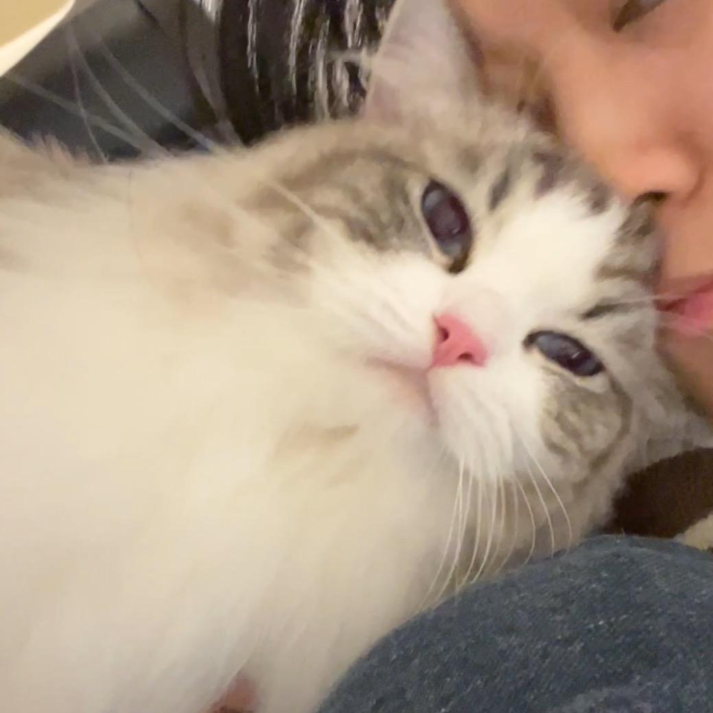 妲己猫妹妹