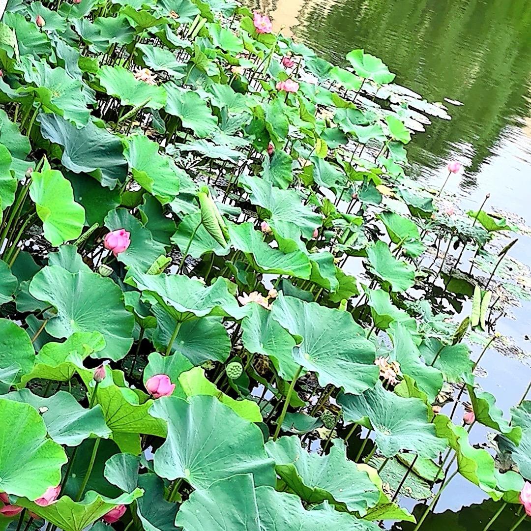 沙集博雅家具厂