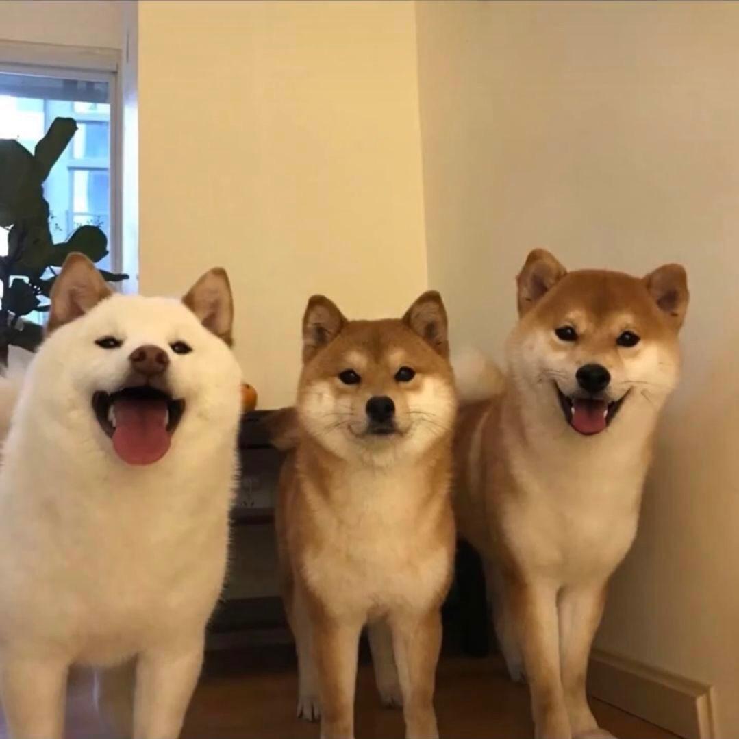 狗旦