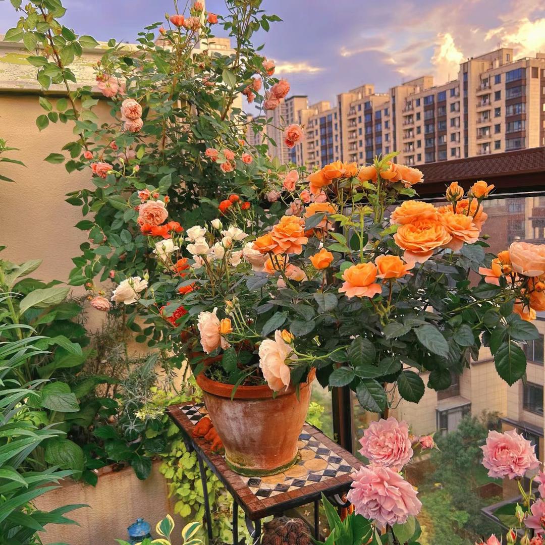 新疆花卉绿植店