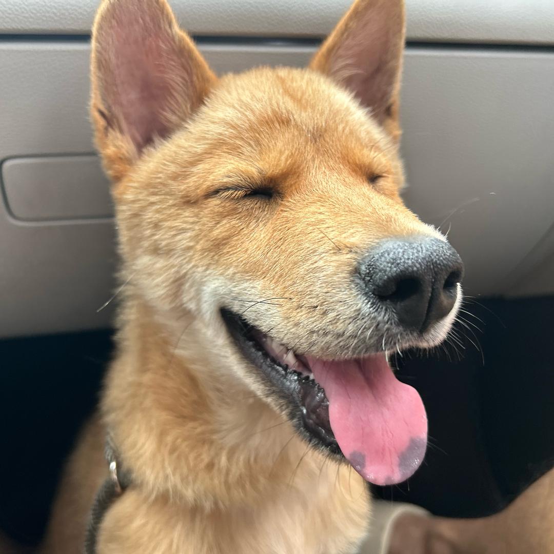 小土狗叫来福（中华田园犬）