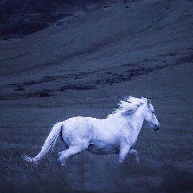 马子哥
