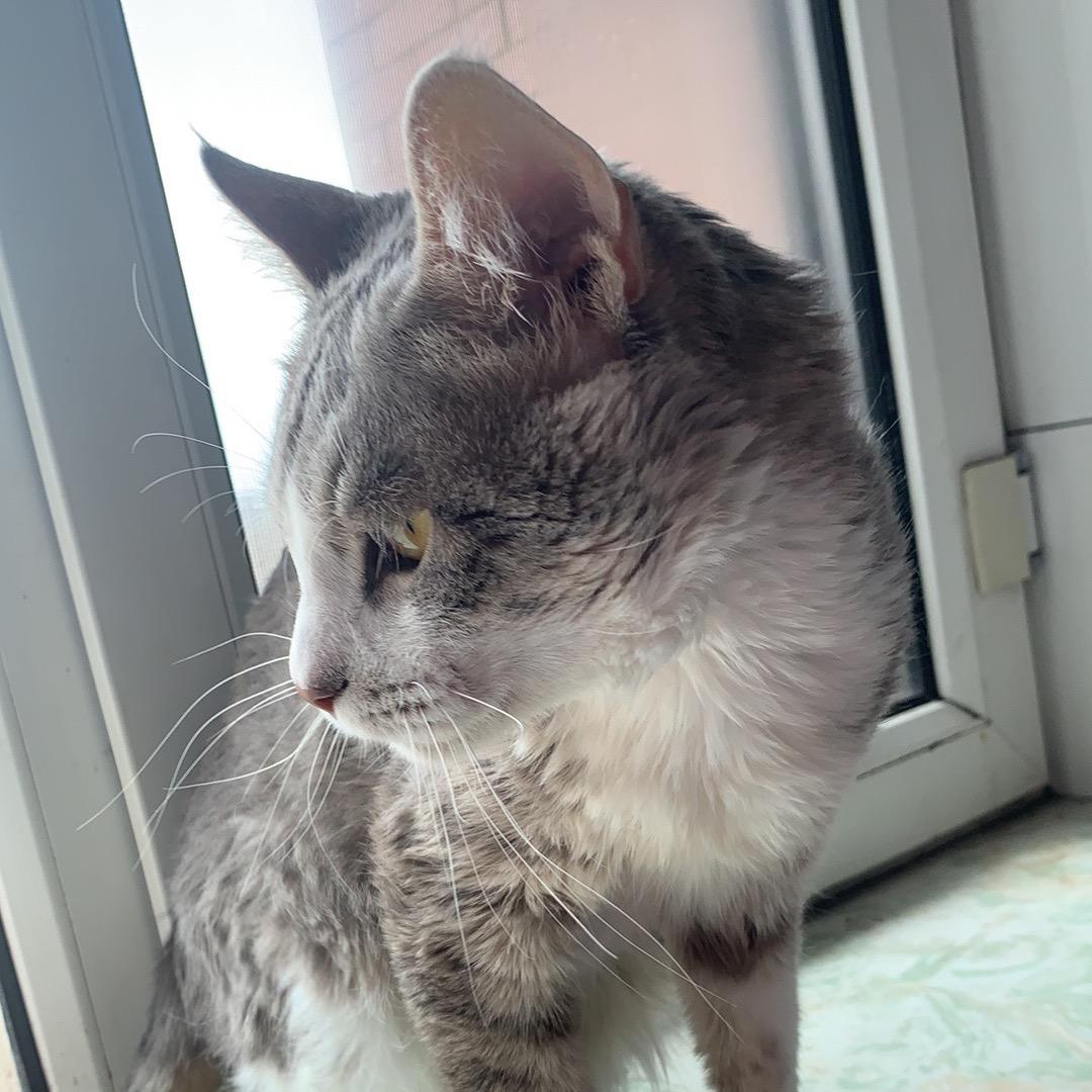 碗碗是只田园猫