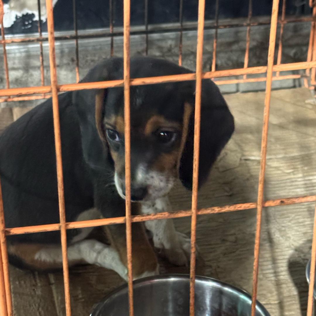 Duberlin（前叉重建版）