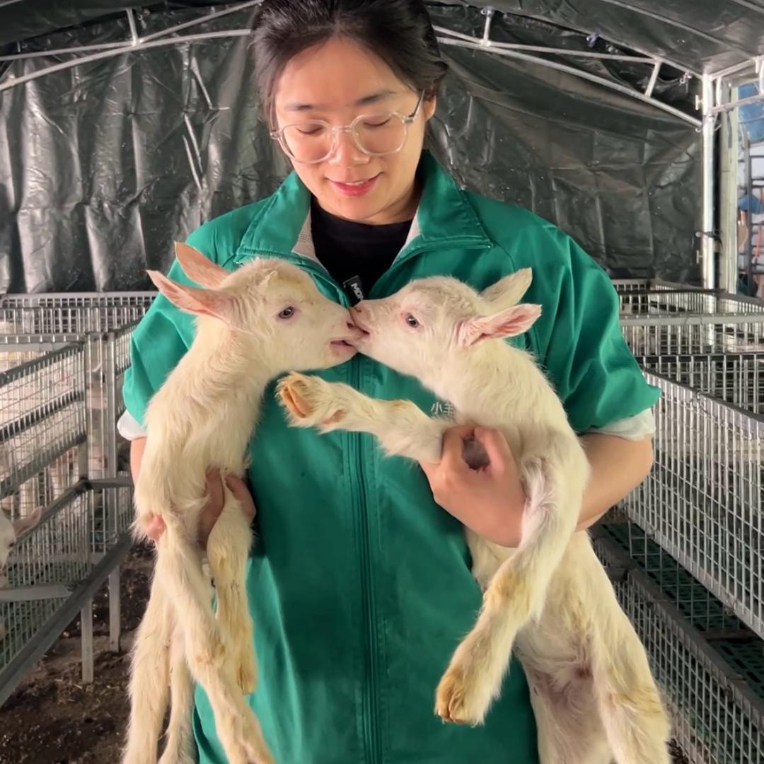 羊萌萌🐐