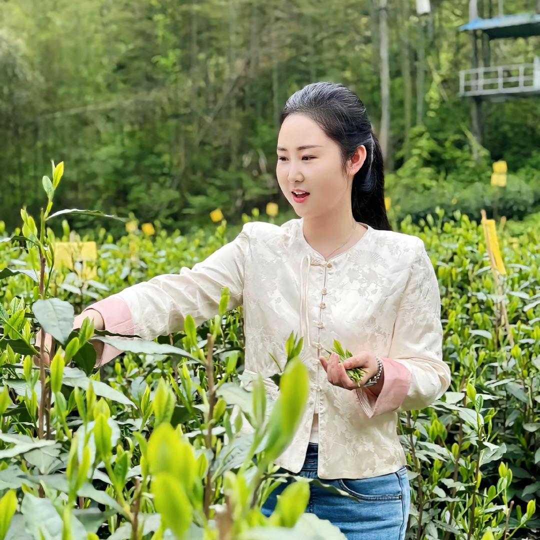 爱芹（茶礼）
