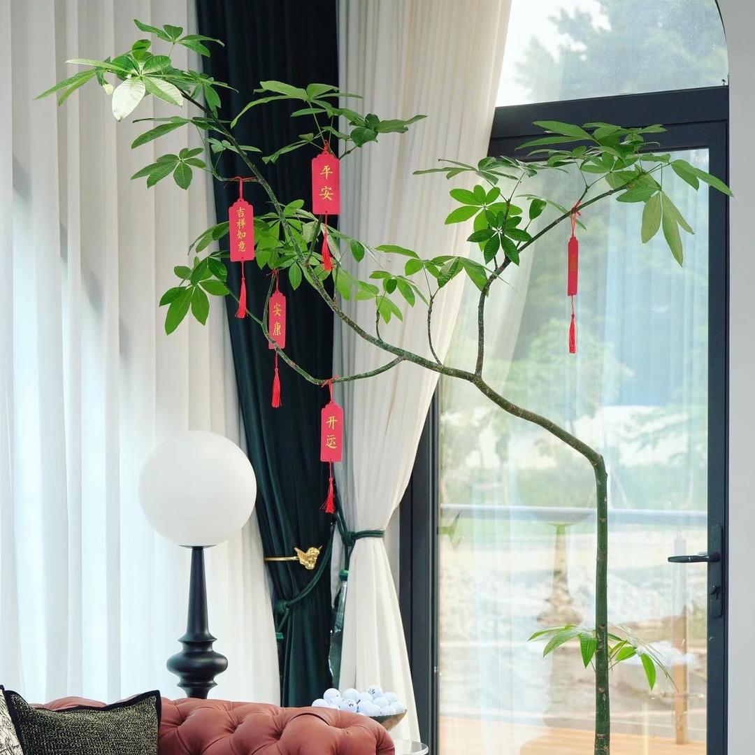 小文绿植花园