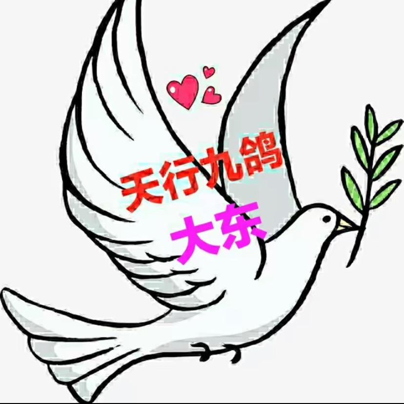 大东～天行九鸽