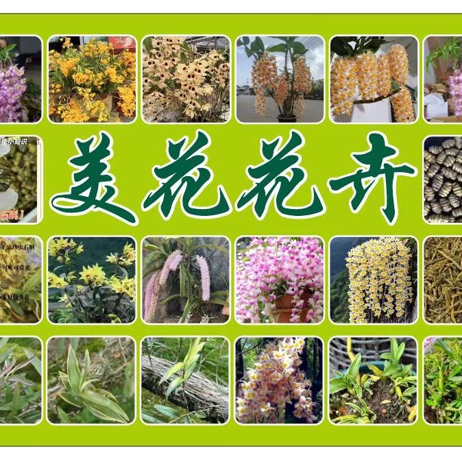 小羊石斛花卉