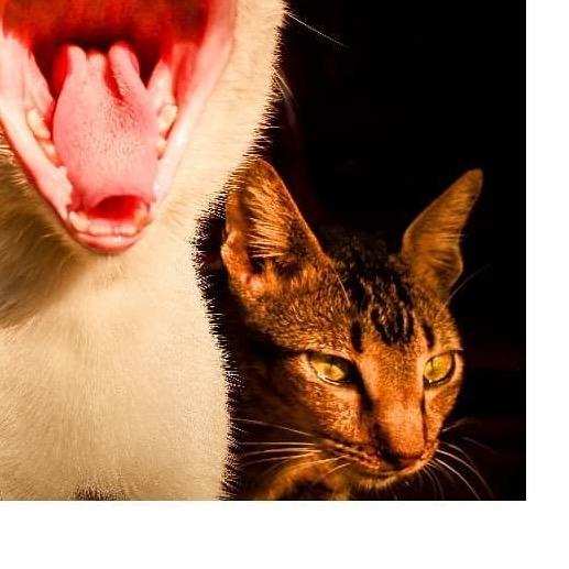 布布的养猫日记