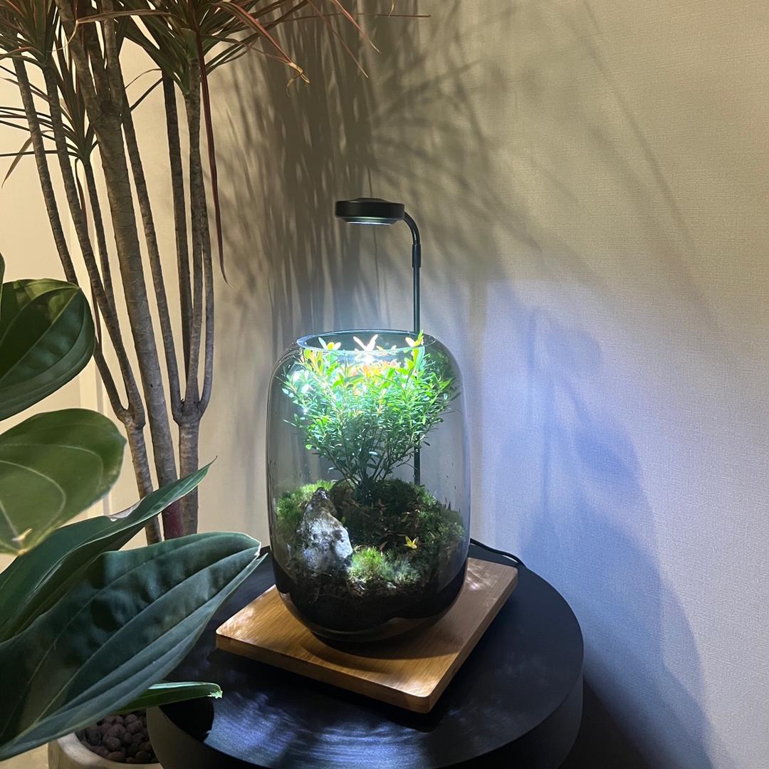 木木的家