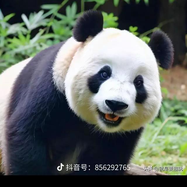 王嘉楠