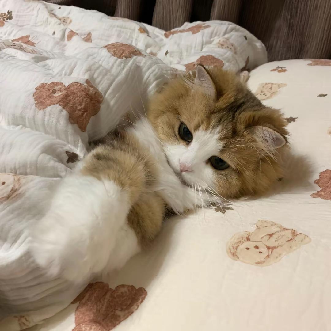 感性小鱼