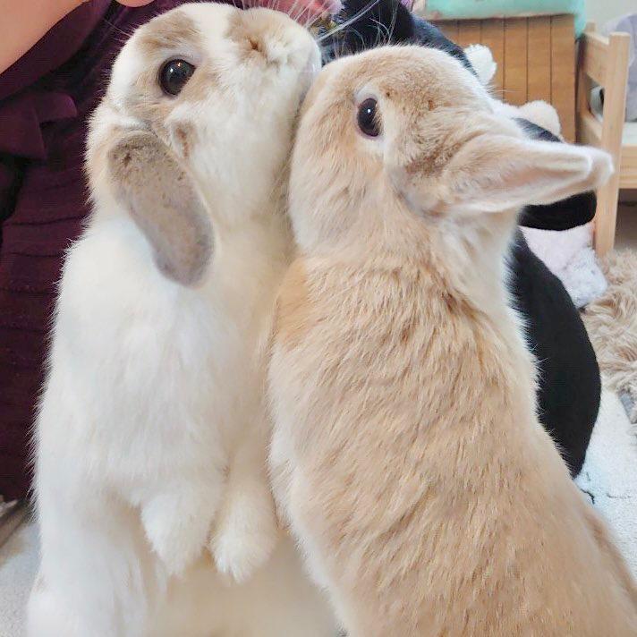 BABYBABYBUNNY🐰
