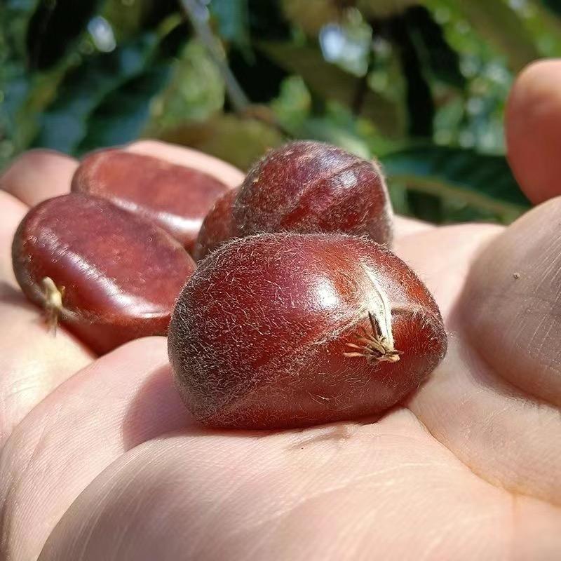 迁西县福文板栗专业合作社