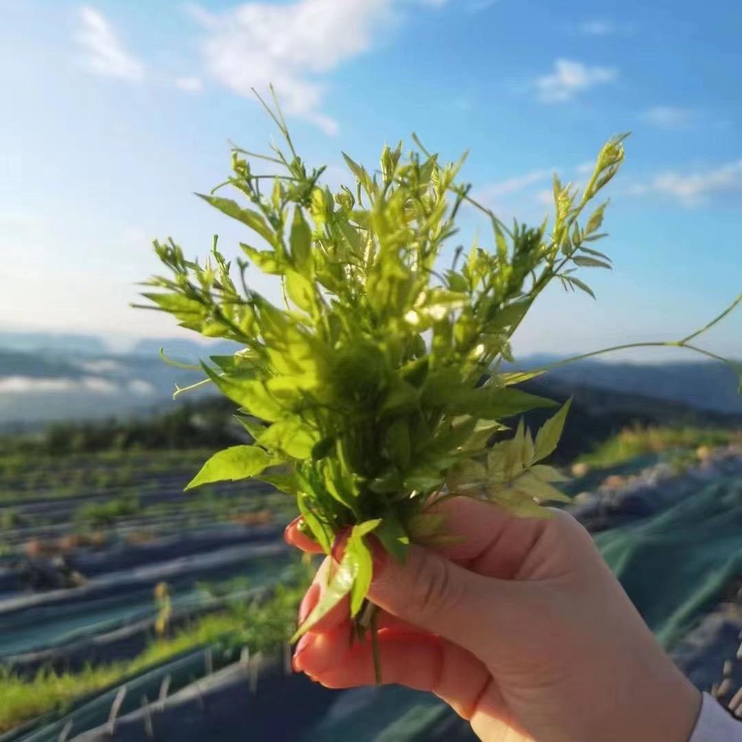 小藤匠来凤藤茶