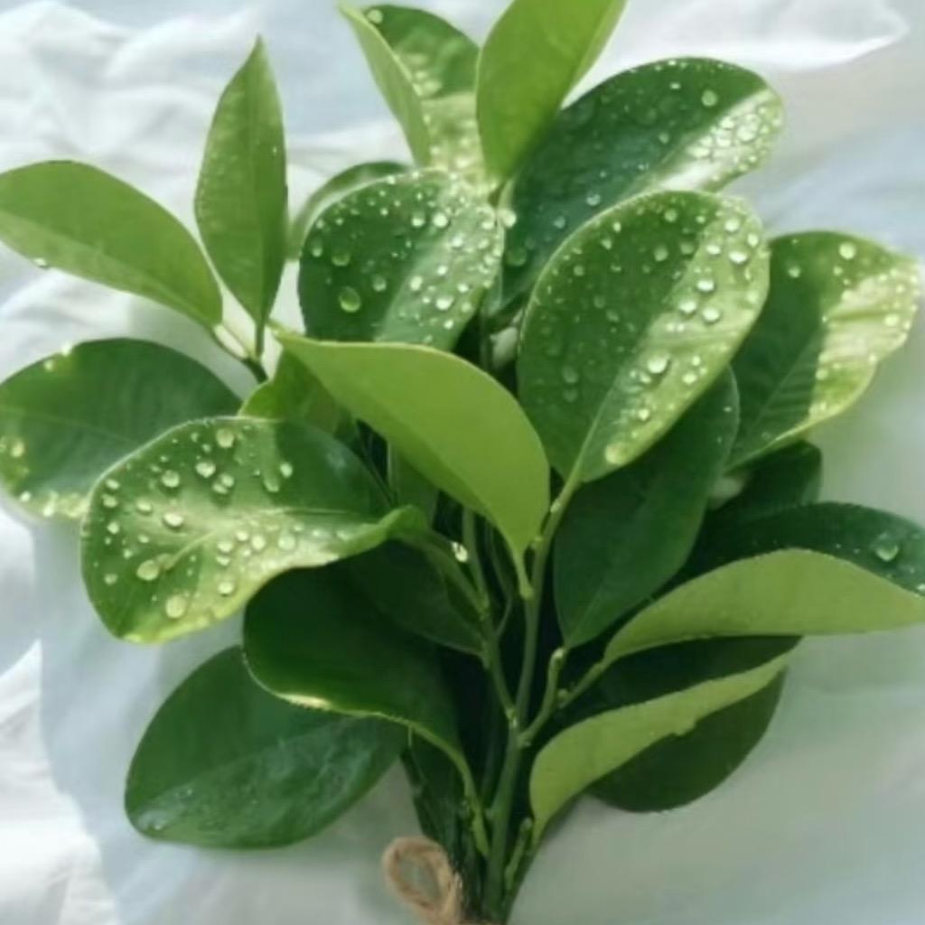 小福禄