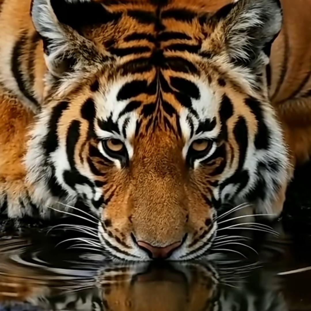 12345上山打老虎！