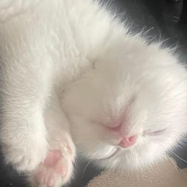 麦子˃᷄˶˶̫˶˂᷅