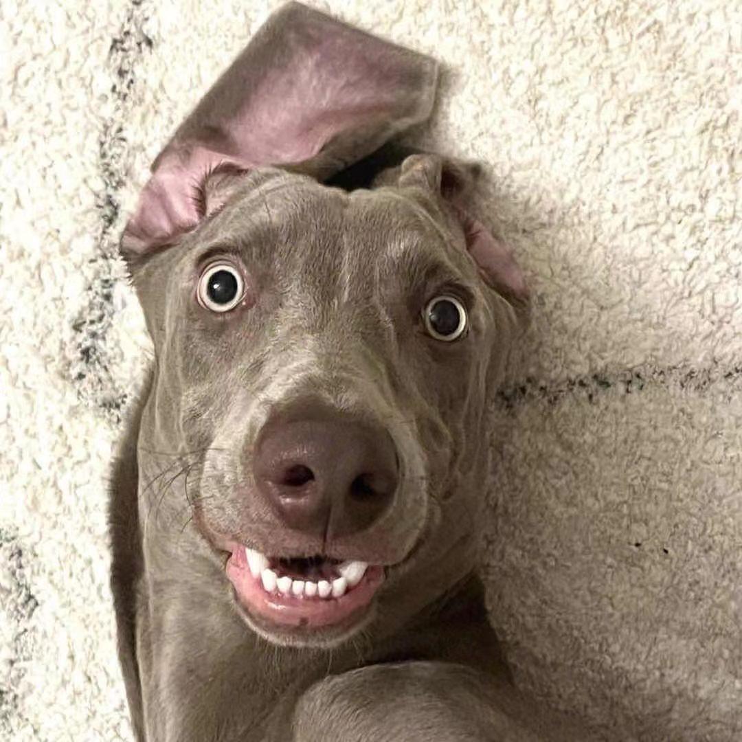 我真的没病，平板五开梦幻