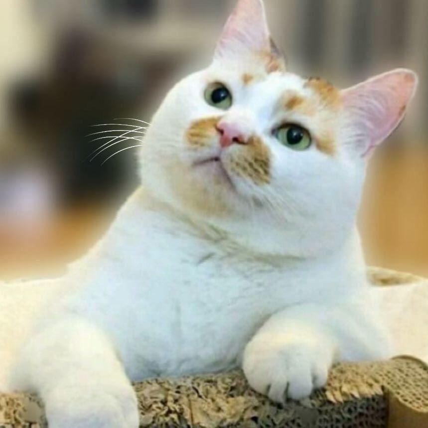 篮球气排球彭教练