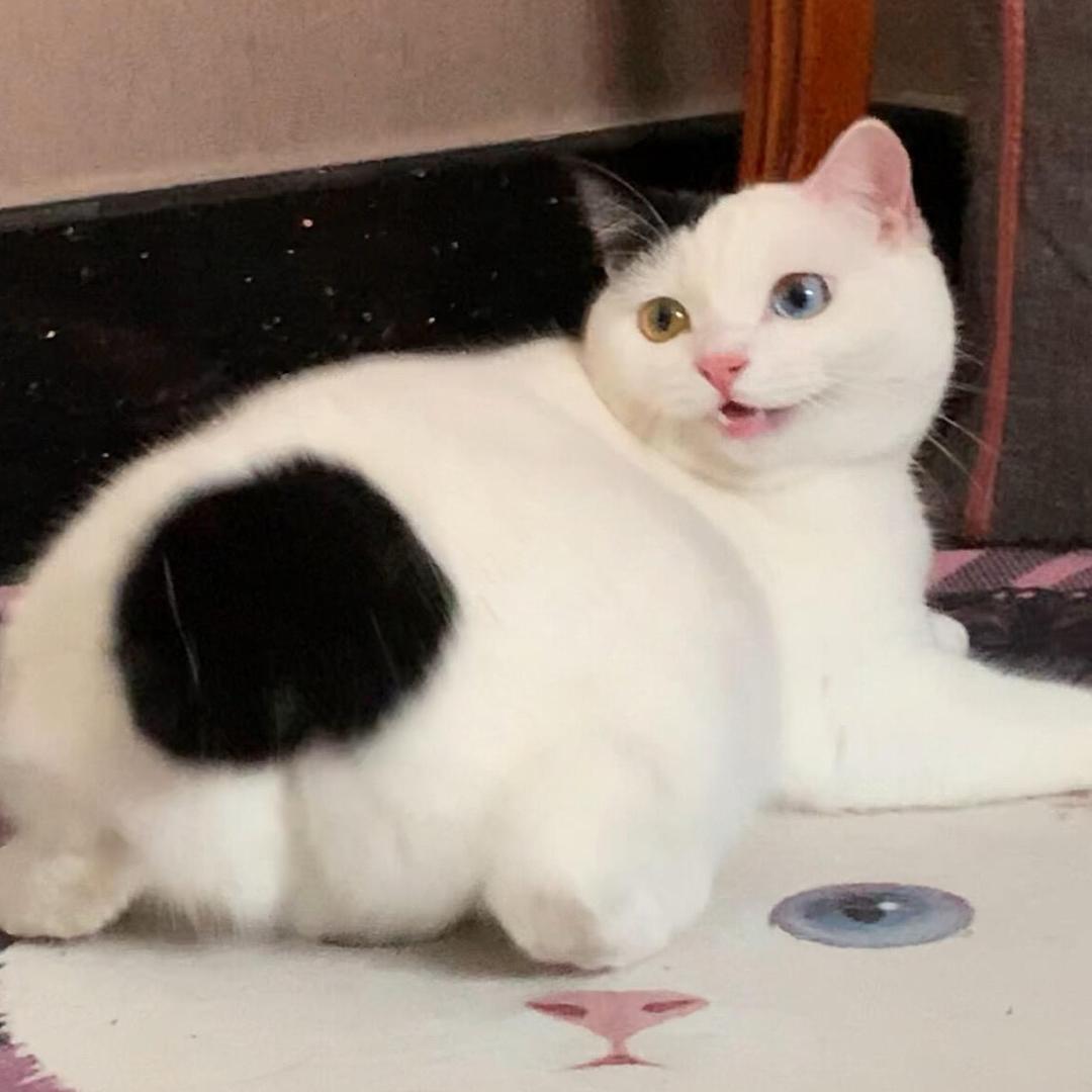 吱吱雄
