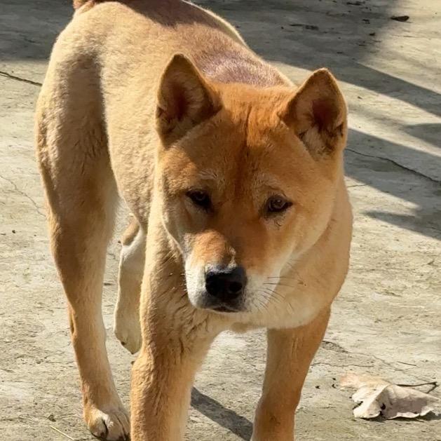 大黄🐶（不喝9️⃣）