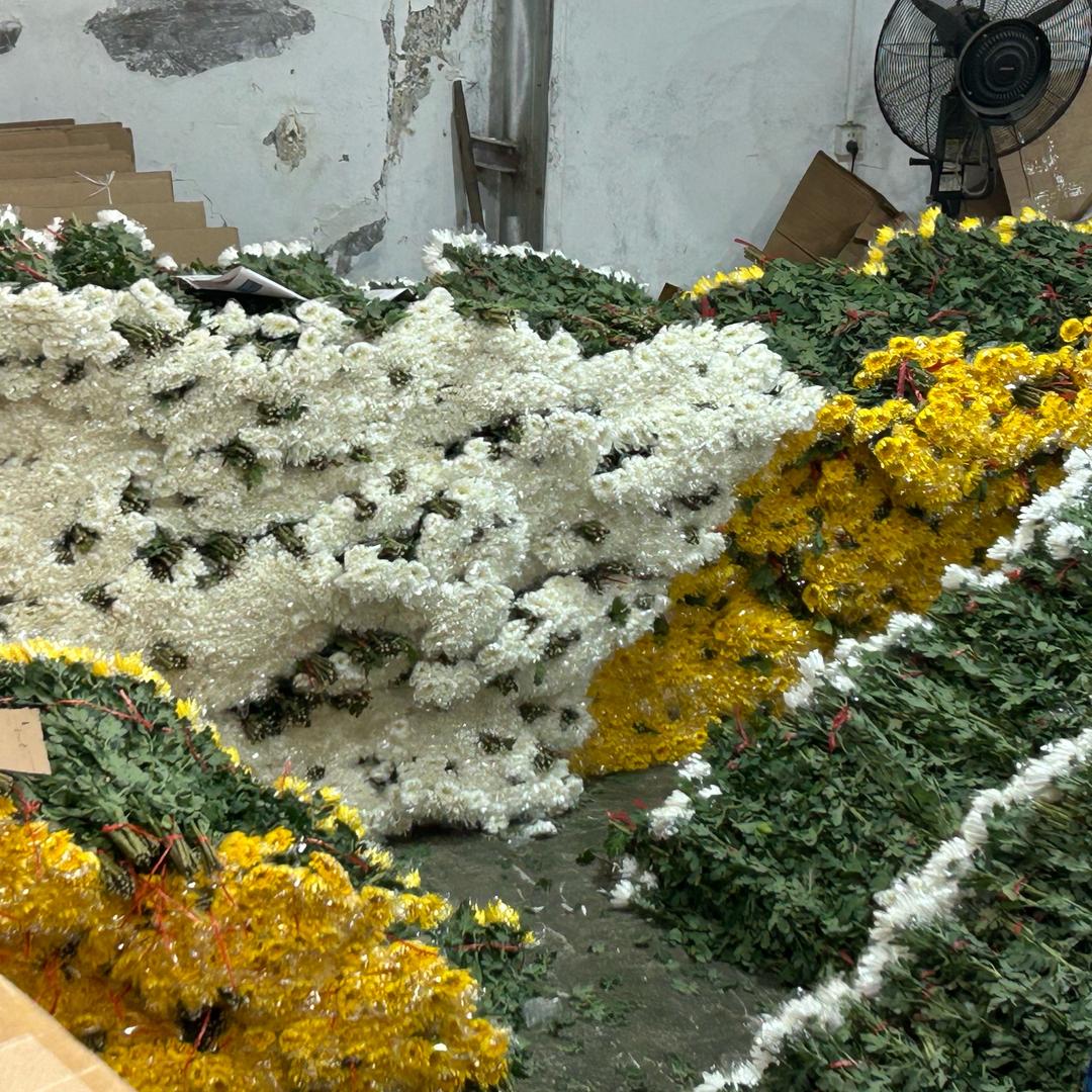 广州黄白菊基地直发