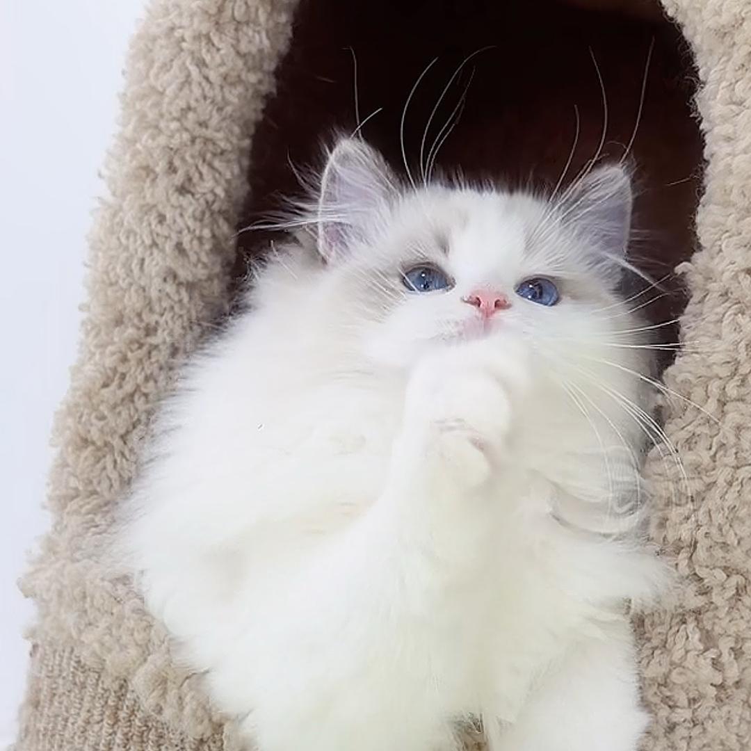 河源市七月布偶宠物服务有限公司