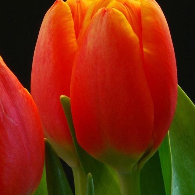 郁金香花卉园艺