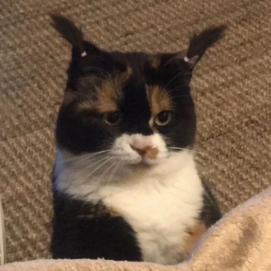 邱淑甲的猫