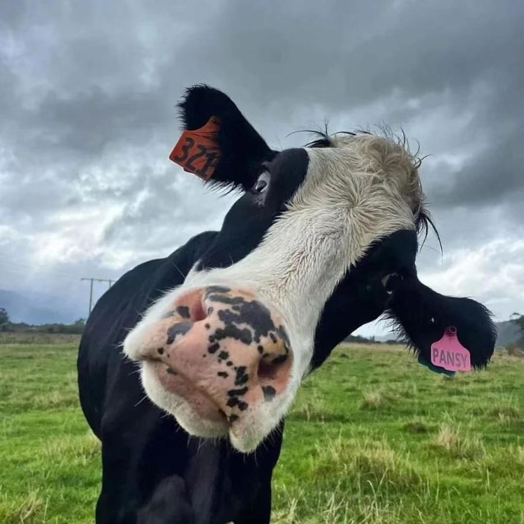 呼瑞牛肉馆