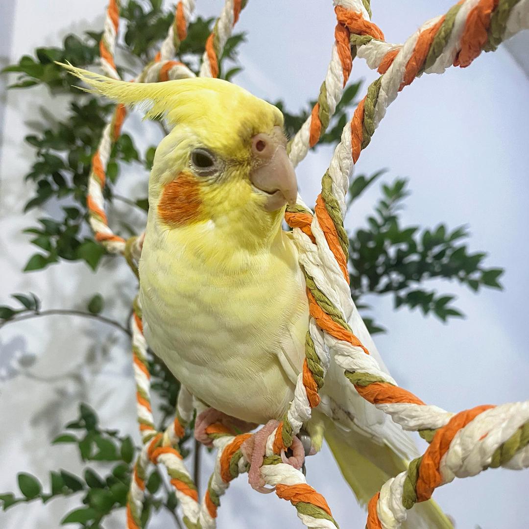 小美·爱鹦鹉（0天手养）