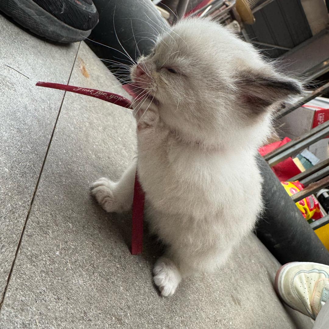 小兔几