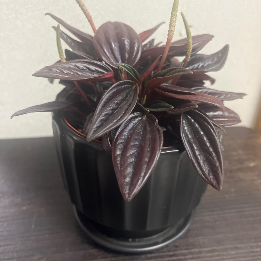 颖々