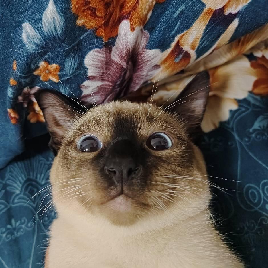 重樱电竞少年（招打手）